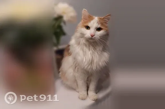 Пропала кошка, Санкт-Петербург — белая грудка, рыжая спинка, уши и хвост - photo
