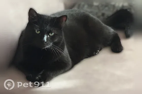 Пропала кошка, Псков, Коммунальная, д. 75 — чёрная, зелёные глаза, кастрирована - photo