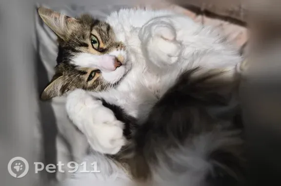 Пропала кошка, Симферополь, Парашютистов — трёхцветная, очень разговорчивая - photo