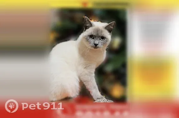 Пропала кошка, Анапа, Эллинский, д. 27 — сиамский окрас, бледно-голубые глаза - photo