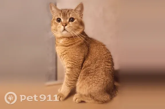 Пропала кошка, Сергиев Посад, Воробьевская, д. 31 — молодой котик Марсик, 1,5 года - photo