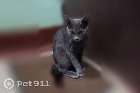 Найдена кошка, Москва, фото: Найдена кошка, Москва, Первомайская — котёнок-мальчик до года, очень ласковая