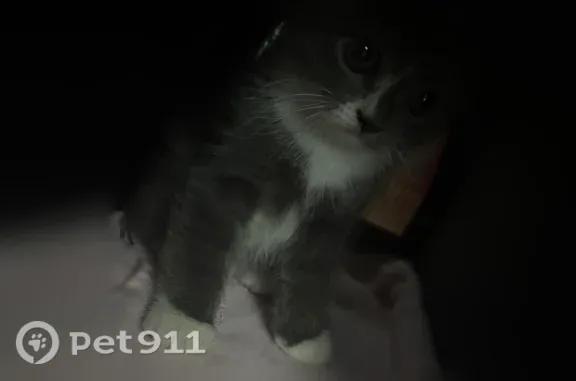 Пропала кошка, Терновского, Пенза — серо-белая домашняя кошка - photo