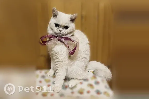 Кошки потеряшки, Мытищи, фото: Потеряшка кошка, Поселок Птицефабрики (г Мытищи), д. 16, Мытищи — белая, спинка золотистая