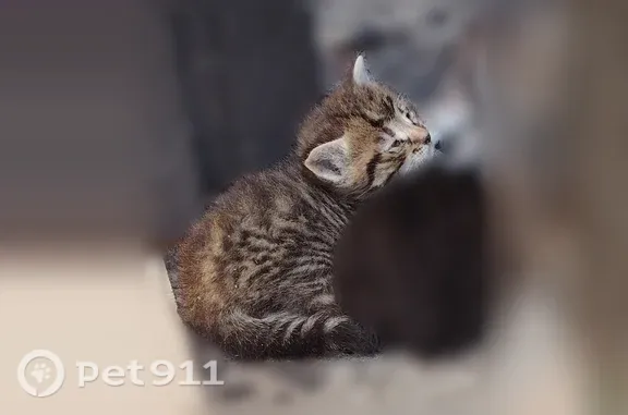 Кошки потеряшки, Ступино, фото: Кошка ищет дом, Ступино — пятеро разноцветных малюток
