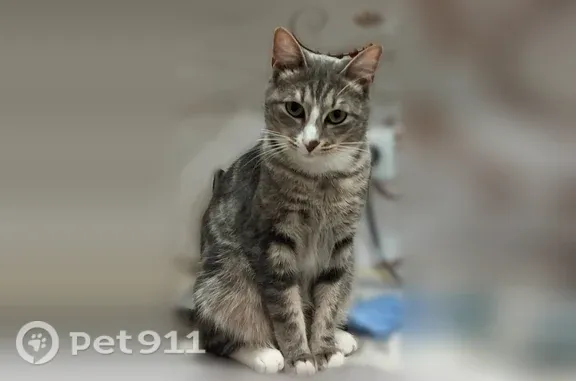 Пропала кошка, Район Дзержинский (г Новосибирск), Королева, д. 30, Новосибирск — 3 года, серо-белый окрас - photo