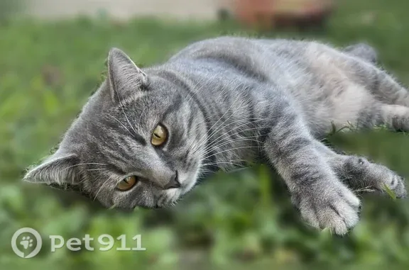 Пропала кошка, Дятьково, Лермонтова — темно-серый кот в полоску - photo
