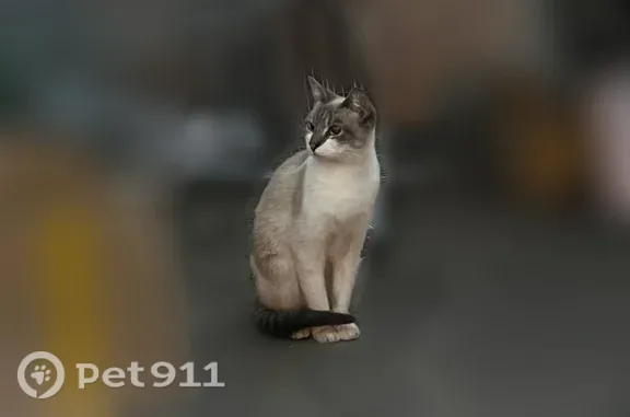 Кошки потеряшки, Мурино, фото: Найдена кошка, Мурино, Екатерининская, д. 10 — очень красивaя и перепуганная