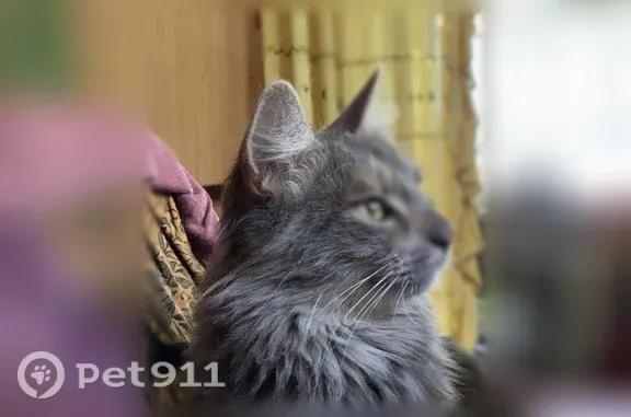 Пропала кошка, Территория снт Ленгипроэлектро, 30-я, д. 1, Дунай — очень контактная, меньше года - photo