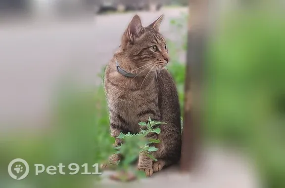Кошки потеряшки, Мытищи, фото: Потеряшка кошка, Мытищи, Веры Волошиной, д. 65А — молодой кот 11 месяцев