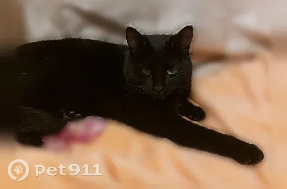 Пропала кошка, Уфа, Запотоцкого, д. 8 — правый глаз слепой - photo