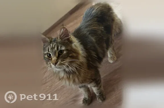 Пропала кошка, Рассказово, Б. Хмельницкого, д. 2а — зелёный ошейник и шрам на боку - photo