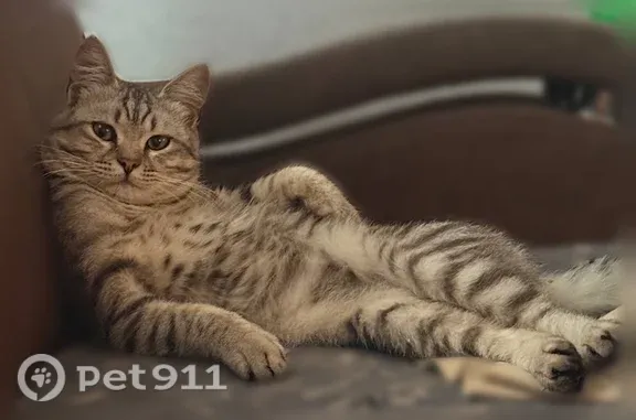 Пропала кошка, Белово, Фабричная, д. 43 — серый в полоску, оранжевые глаза - photo
