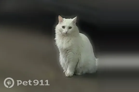 Пропала кошка, Район Октябрьский (г Уфа), Октября, д. 70/1, Уфа — белый пушистый ангорский котик с царапкой на подбородке - photo