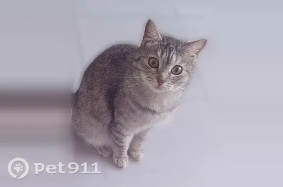 Найдена кошка, Барнаул, фото: Найдена кошка, Привокзальная, д. 26, Барнаул — на спинке два бежевых пятнышка