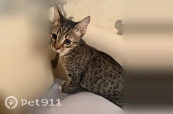 Найдена кошка, Краснодар, фото: Найдена кошка, им. Яна Полуяна, д. 44, Краснодар — ручная, ласковая, активная