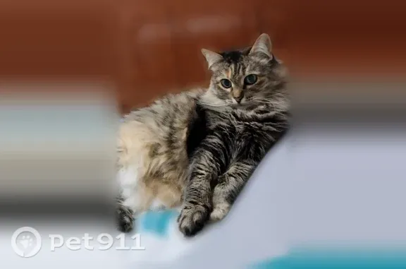 Пропала кошка, Коломна, Октябрьской революции, д. 441 — большая, упитанная, домашняя - photo