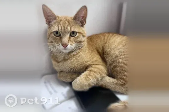 Пропала кошка, Тамбов, Октябрьская, д. 13 — по кличке Рыжик, миниатюрная - photo
