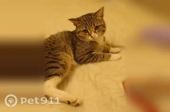 Пропала кошка, Охотская, Прокопьевск — молодой котик Сеня - photo
