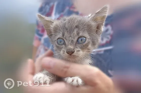 Найдена кошка, Курск, фото: Кошка ищет дом, Курск — стерилизована, ласковая мама