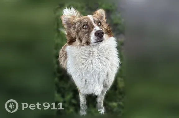 Пропала собака, Шахты, Заводская, д. 23а — очень контактная, не злая - photo
