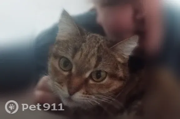 Пропала кошка, Новокузнецк, Рокоссовского, д. 33 — серый, тигровый в полоску - photo