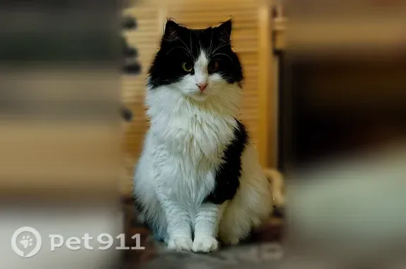 Пропала кошка, Коммунар, Славянская, д. 7 — черно-белая, крупная - photo