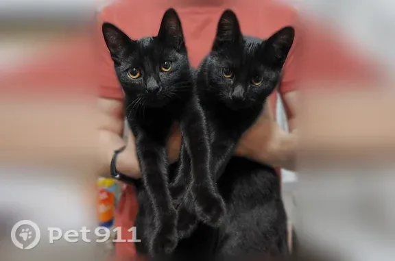 Найденные животные Воронеж, фото: Найдена кошка, Воронеж — чёрные котята с зелёным и красным ошейниками