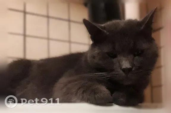 Пропала кошка, Микрорайон Новогорск (г Химки), Химки — большой добрый котик в сиреневом ошейнике - photo