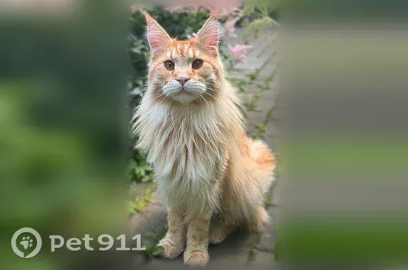 Кошки потеряшки, Пушкино, фото: Потеряшка кошка, Пушкино, Западный, Пушкино — рыжий мэйн-кун