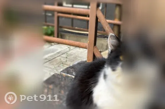 Найденные животные Нижний Новгород, фото: Найдена кошка, Нижний Новгород, Малая Покровская, д. 6 2 — с ошейником, идёт на ручки
