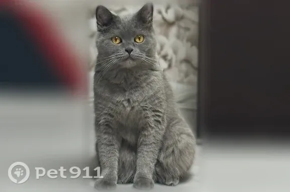 Кошки потеряшки, Искателей, фото: Потеряшка кошка, Рабочий поселок Искателей, Озерный, д. 42, Искателей — серый окрас, белое пятнышко на животе