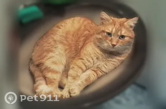 Пропала кошка, Село Ленино, Ленино — рыжая короткошерстная, 9 лет - photo