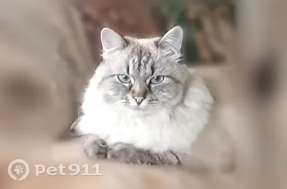 Пропала кошка, Калуга, Октябрьская, д. 6 — пушистая, в красном ошейнике - photo