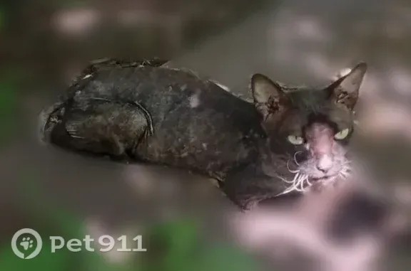 Найденные животные Новосибирск, фото: Найдена кошка, Подольская, Новосибирск — чёрный окрас, зелёные глаза