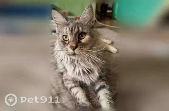 Кошки потеряшки, Вологда, фото: Потеряшка кошка, Вологда — мейн-кун, серого цвета, очень пугливая