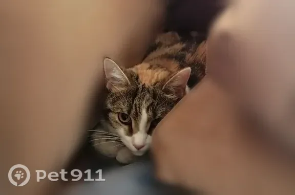 Найденные животные Тюмень, фото: Найдена кошка, Пермякова, д. 84 3, Тюмень — на вид 2–3 года