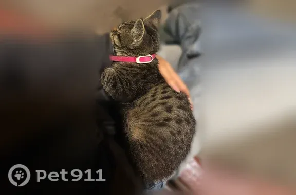 Найдена кошка, Москва, фото: Найдена кошка, Москва, Стахановская — мальчик около 4 месяцев, очень контактный