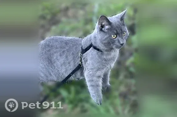 Объявления о пропавших и найденных животных, Торжок, фото: Пропала кошка, Грузинская, Торжок — серый окрас