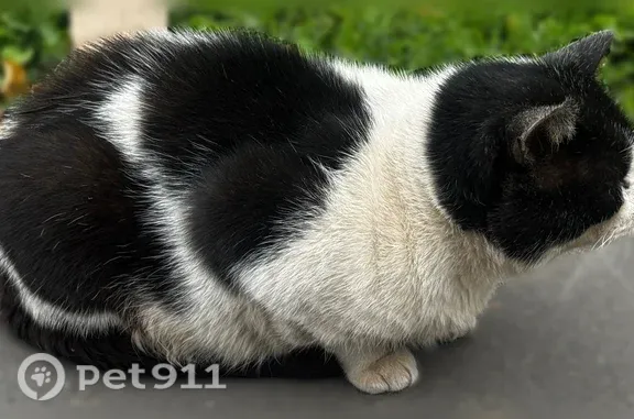 Найдена кошка, Королёв, фото: Найдена кошка, Микрорайон Юбилейный (г Королёв), Лесная, д. 16, Королёв — большая, упитанная, чёрно-белая