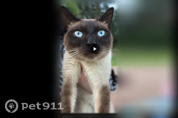 Найдена кошка, Псков, фото: Найдена кошка, Псков, Старокорытовская, д. 4 — сиамская, с огромными голубыми глазами