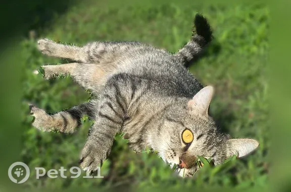 Пропала кошка, Хрущевская, Пугачев — яркие глаза как янтарь, ласковая - photo