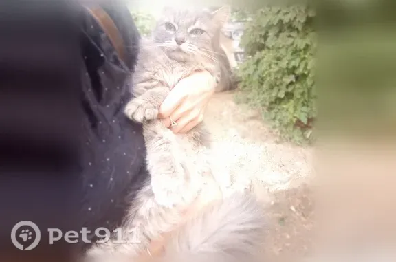 Найденные животные Волгоград, фото: Найдена кошка, Район Центральный (г Волгоград), им. В.И. Ленина, д. 58/1, Волгоград — пушистая