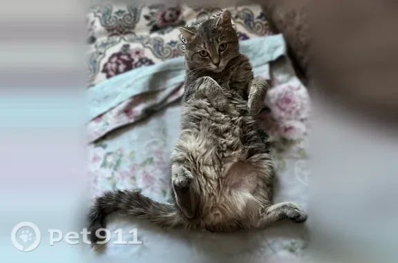 Пропала кошка, Депутатская, д. 5, Анжеро-Судженск — дымчатый, 4 года - photo