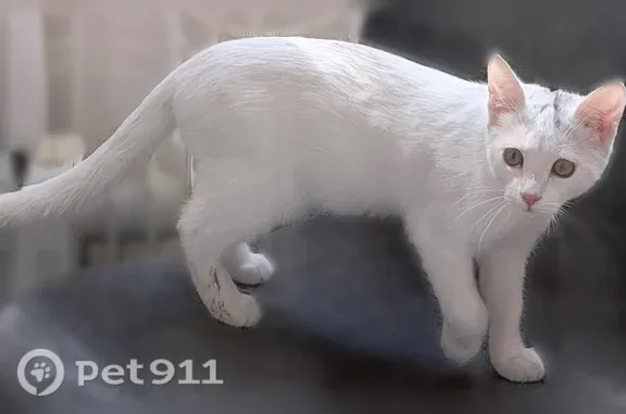 Найдена кошка, Москва, фото: Найдена кошка, Палехская, Москва — на вид 5–6 месяцев, скорее всего девочка