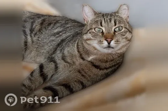 Пропала кошка, Березниковский, д. 80, Киров — серый кот в полоску, откликается на имя - photo