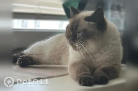 Пропала кошка, Ярославль, Колышкина, д. 62 3 — домашний кот, боится людей - photo
