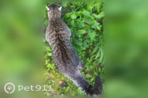 Найдена кошка, Североуральск, фото: Найдена кошка, стадион слева, Североуральск — серый полосатый кот, очень разговорчивый