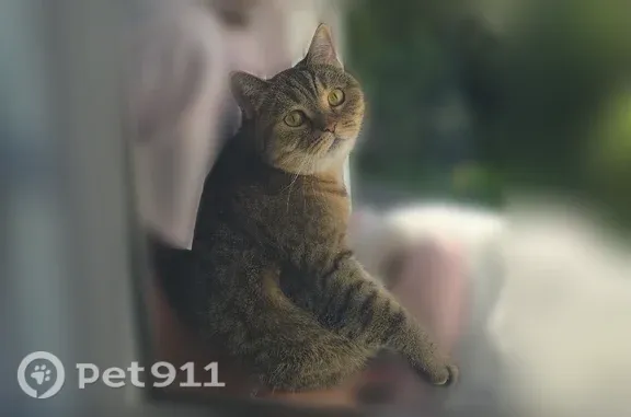 Кошки потеряшки, Гурьевский городской округ, фото: Потеряшка кошка, Гурьевск, Прудовый, Гурьевский городской округ — пугливая, домашняя