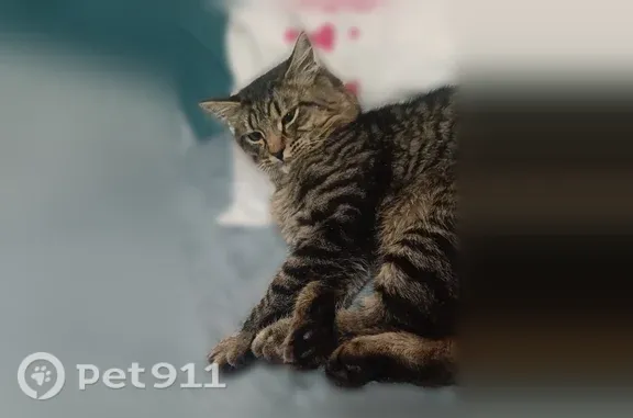 Пропала кошка, Коряжма, Радужная, д. 55 — выпуклость на животе - photo